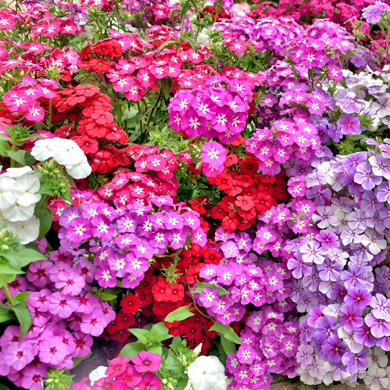 Семена флоксов звездного цветка Четыре сезона Посев семян цветов Домашний балкон Горшечные растения Легко сеять семена цветов