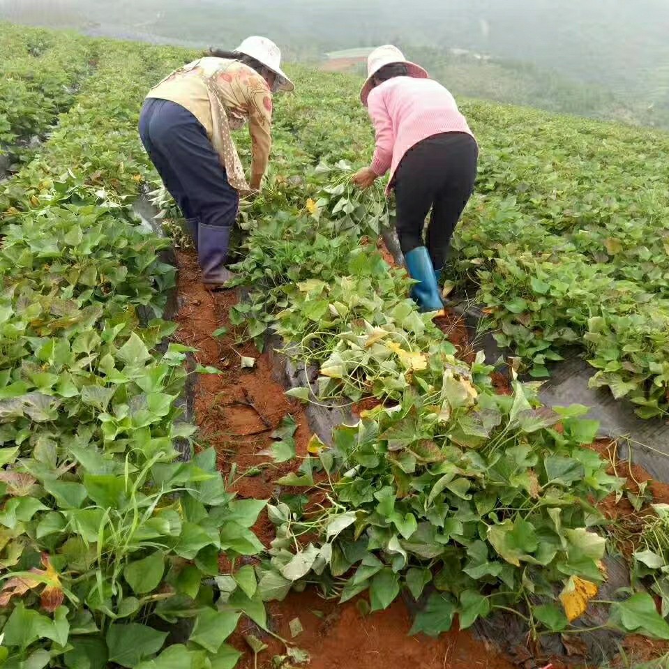 云南建水红薯 甘心红薯南瓜红薯软糯香甜 一件代发