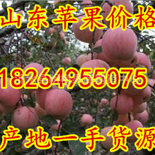 內蒙古蘋果批發基地內蒙古冰糖心紅富士蘋果價格河北蘋果批發價格
