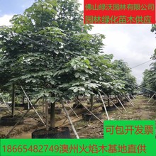 促销价出售13-14公分澳洲火焰木，假植苗、园林工程绿化苗木