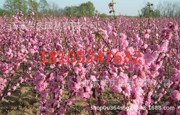 重瓣榆葉梅1_副本