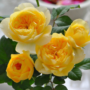 Dahua сильная ладан роза миао девственная долина цветов
