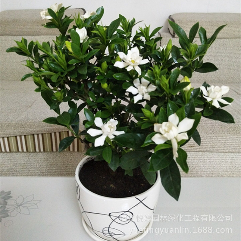批发栀子花盆栽 小叶栀子花盆景 办公室室内盆栽净化空气当年开花|ms