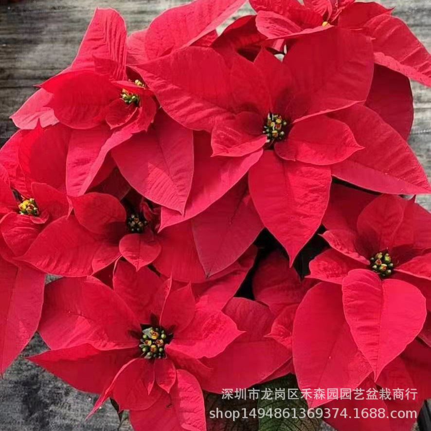 微信图片_20191225103502