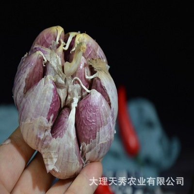 云南紫皮蒜5斤装 2019干大蒜头新鲜香蒜多瓣蒜  1件代发