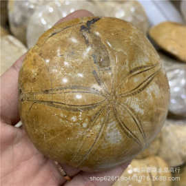 批发海胆化石原石标本海星化石教学收藏品三叶虫化石把玩件