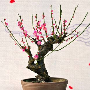 �t÷�辰������÷������ ��ʽ�Ϙ�ͥԺ���� �������ܶ����辰ֲ��