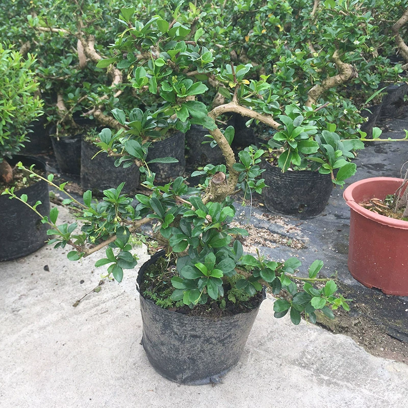 Базовое прямое одобрение чая Фуцзянь Бонсай Моделирование зеленого растения S Cliff Root Экзотический творческий Бонсай Устойчивый цветочный горшок