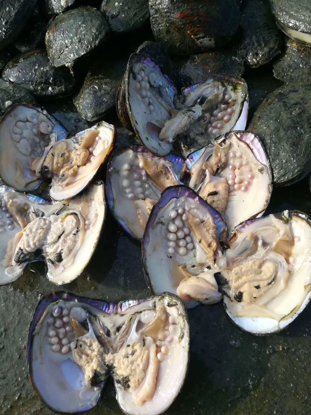 河蚌淡水鲜活 野生食用河蚌水产可观赏河蚌活体河蚌苗5斤包邮-阿里巴巴