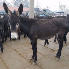 哪里有肉驴养殖场 德州驴苗价格 小公驴哪里有卖多少钱一头