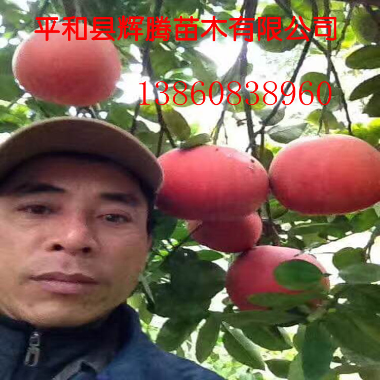 火焰红柚苗   金皇柚苗 反季节挂果三红柚苗 三红蜜柚苗