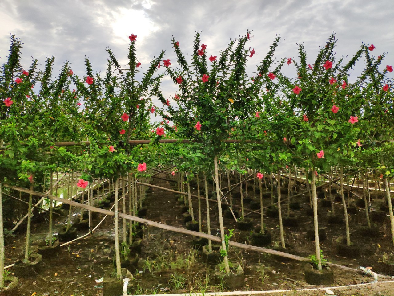 大红花树怎么栽植,大红花什么时候修剪,大红花盆栽怎么养_大山谷图库