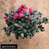 [Base direct batch] Rhododendron seedling potted room indoor courtyard viewing flowers and botanical gardens green plants