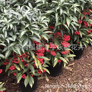 ���Լt���� ���F�� ����ʮ���ָ� ���F�� ��������