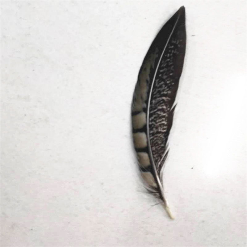 QQ图片20190411135832_副本