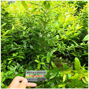 ɽ�|ʯ����繩���� ����̩ɽ�t��ʯ�� ͻ��˹ܛ��ʯ��������l