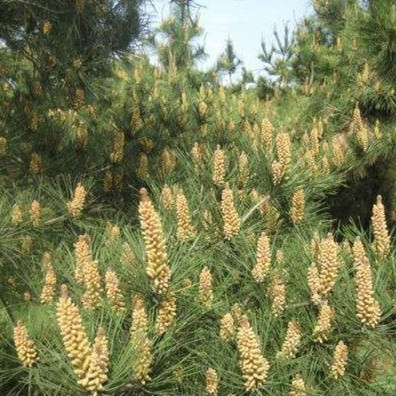Pine Pollen Song Hua Fen Loose Raw Herb 100g Bulk Botanical Ingredient in use