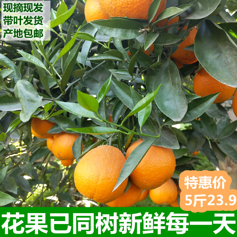 [Meishan Early spring Orange fresh Navel Season fresh Orange fruit Fengjie Gannan Candy orange