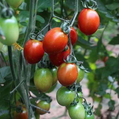 山东圣女果5斤装 新鲜现摘樱桃小番茄孕妇生吃时令蔬菜水果西红柿