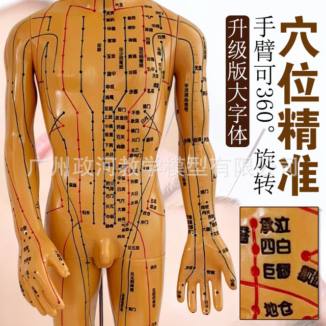 医针灸穴位经络人体模型小铜人男女模特超清晰高中医教学 价格 厂家 哪里买 我有货 B 5yoho Cn