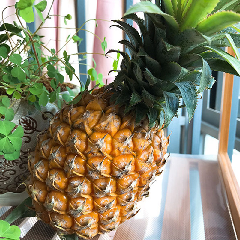 新鲜香水小菠萝新鲜热带水果四川直发非特甜凤梨一件代发|ms