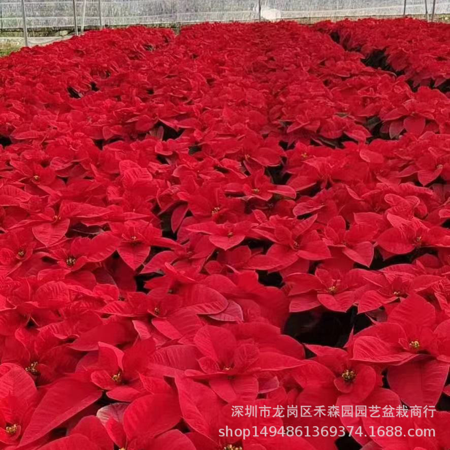 微信图片_20191225103457