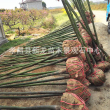 销售香樟树湖北香樟树截杆光杆香樟荆门香樟树湖北香樟树价格表