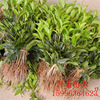 Base direct -selling osmanthus sapling various specifications of osmanthus seedlings provides four seasons of long -seasons, four seasons, evergreen agarwood cinnamon
