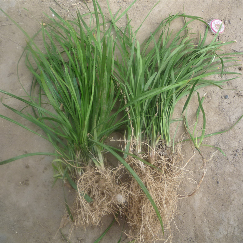 麥冬草 批發地被草 矮麥冬 中葉麥冬苗 金邊麥冬 玉龍草 四季常青