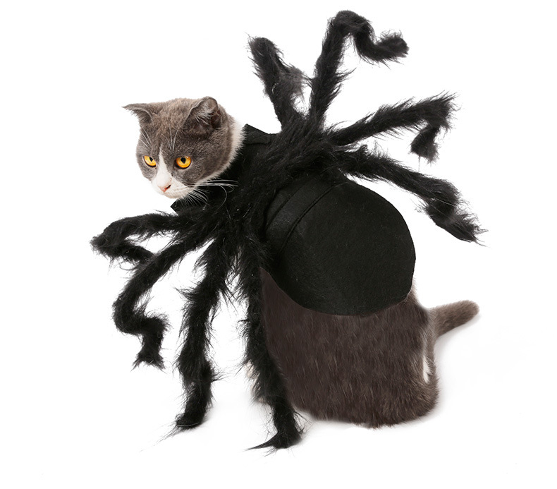 Pet Spider Costume Image 2