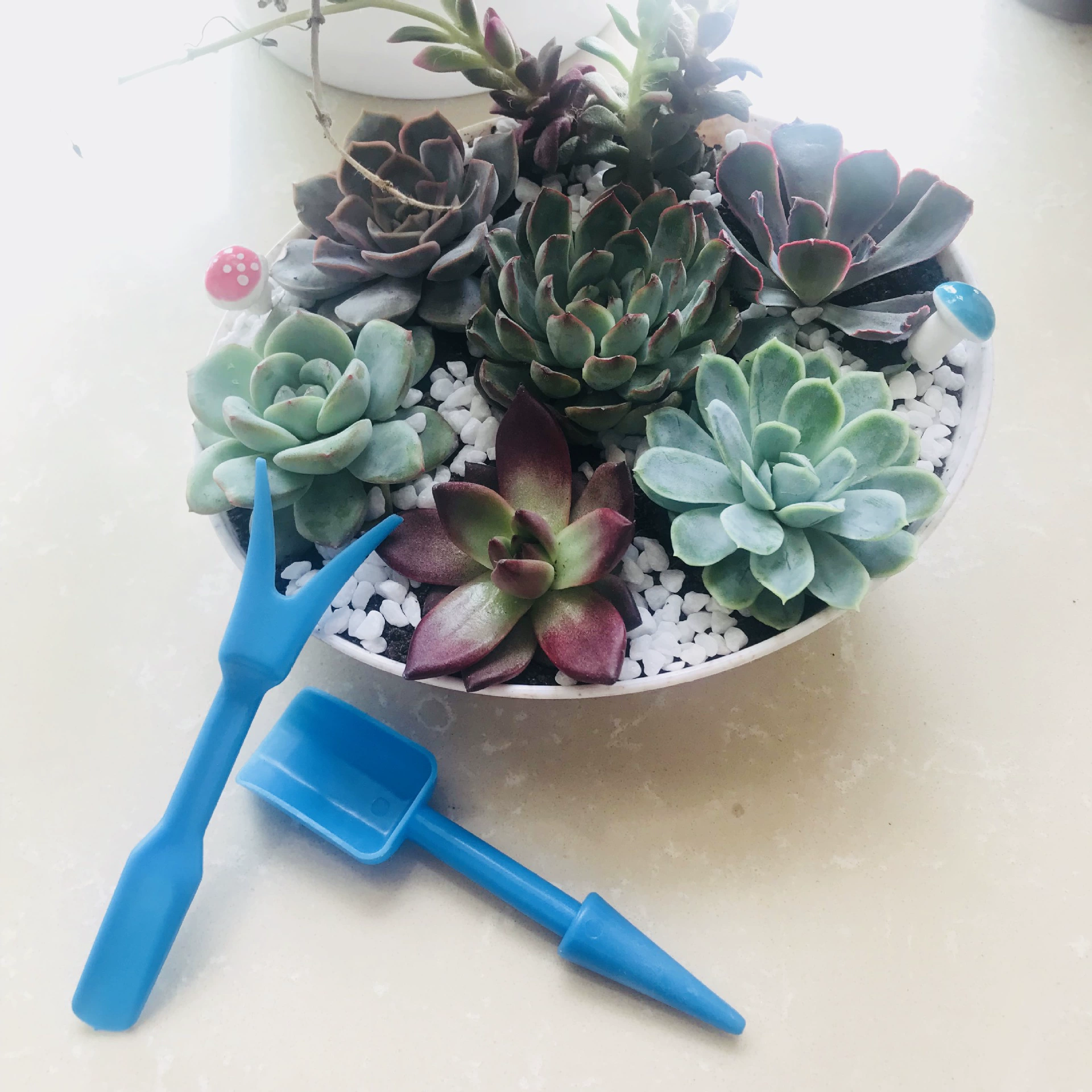 Сочные растения Подъемное устройство для рассады Перфоратор для удаления рассады Мощение ложка для суккулентов Садоводство Набор из двух частей Производитель