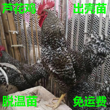 1000只芦花鸡养殖成本 芦花鸡苗哪里有卖 芦花鸡母鸡和公鸡的价格