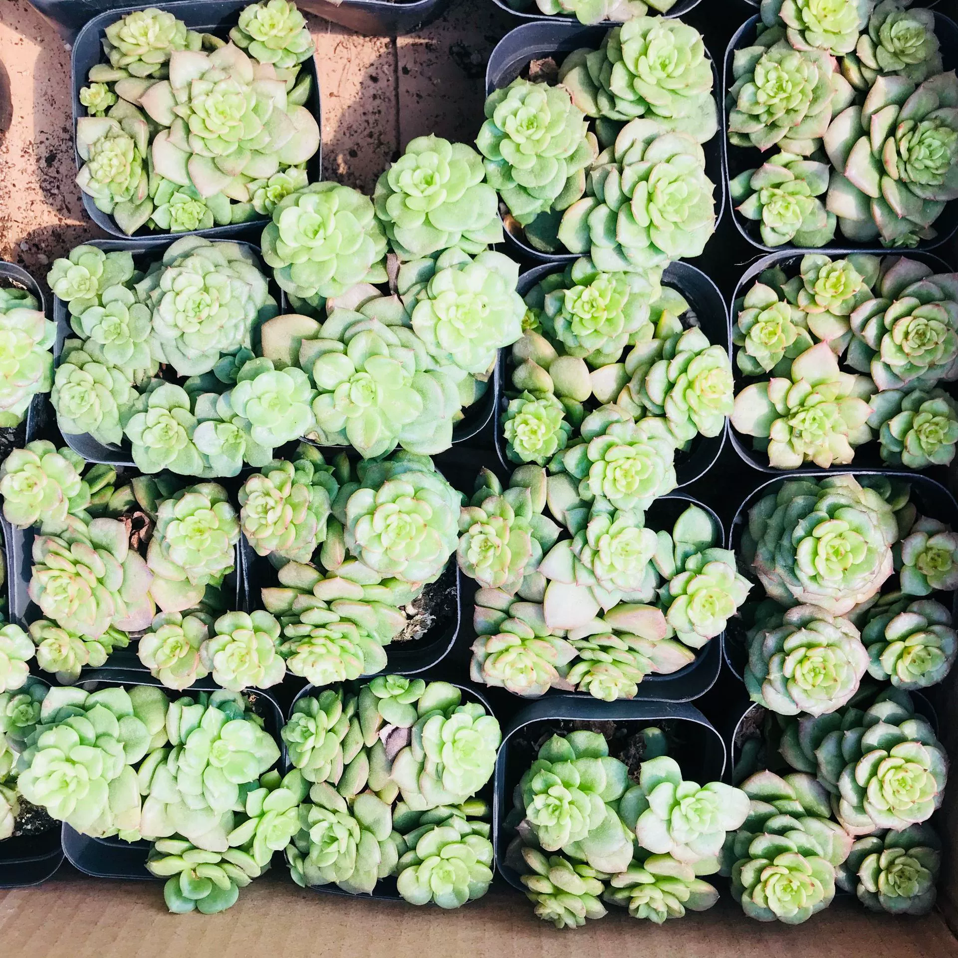 Сочные растения сочные цветы в горшках оптом Крытый стол воск пион многоголовочный групповое мясо оптом