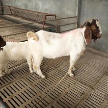 嘉旺畜類養殖場波爾山羊黑山羊 現貨波爾山羊作種白山羊價格優惠
