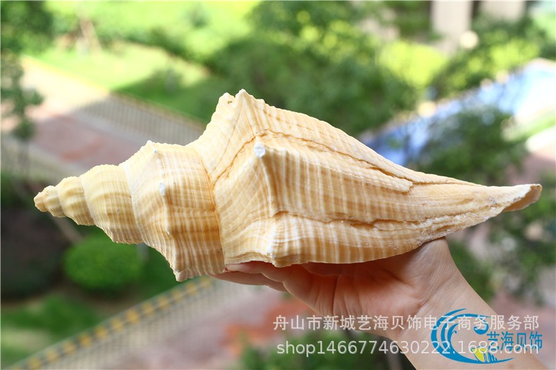 贝壳海螺品种大全,5500种贝壳的图鉴,100种螺图片大全_大山谷图库
