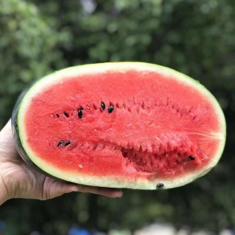 秒杀【越南黑美人西瓜5-6斤1个装 】果肉红沙甜 非无籽西瓜麒麟瓜