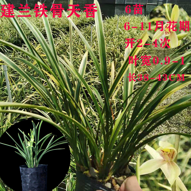 兰业兰花苗好养建兰铁骨天香浓香兰草四季室内花卉盆栽盆景|ru