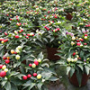 Base direct batch of colorful pepper, colorful pepper, colorful pepper, small potted family courtyard balcony ornamental pepper green plants