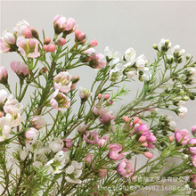 ���W���滨��÷��Ʒ������������仨�ٻ�С���¾ջ���÷