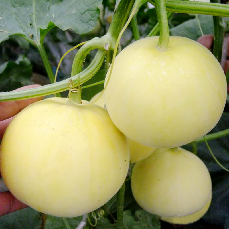 云耕东犁 汁多蜜甜香甜可口 山东景甜甜瓜当季新鲜水果2.5kg|ru