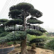 種羅漢松 種羅漢松批發 促銷價格 產地貨源 阿里巴巴