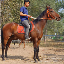 厂家出售半血骑乘马的价格 新品推荐伊犁马 蒙古马快步伐马匹品种