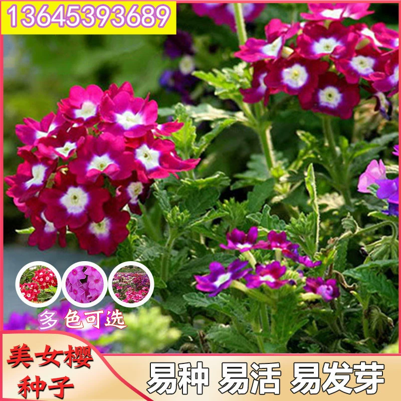 Семена сакуры легко сеять и цвести за четыре сезона. Семена комнатный балкон горшечные садовые цветы растение цветы