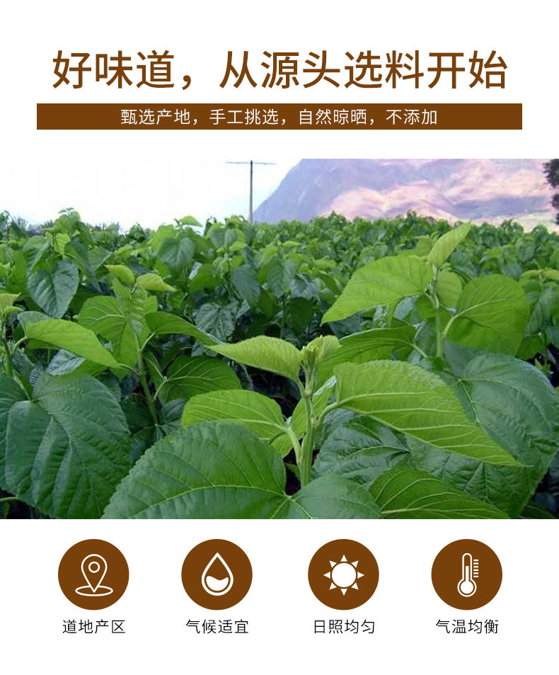 Frost Mulberry Leaf Tea (Morus alba) — 250g Freeze-Dried Sang Ye Herbal Tea key features