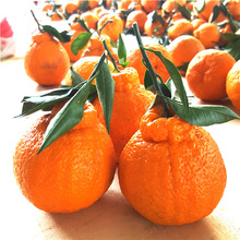 四川丹棱不知火丑橘丑柑新鲜水果手剥橙孕妇儿童水果产地一件代发