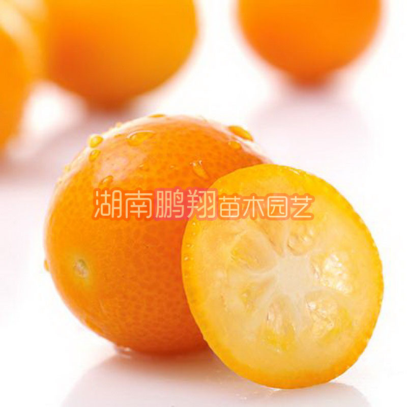 Fruit tree seedlings/Wholesale of fruits and seedlings/Hunan seedling grafting Kumquat Sapling -- Large fruit Crispy Kumquat seedlings