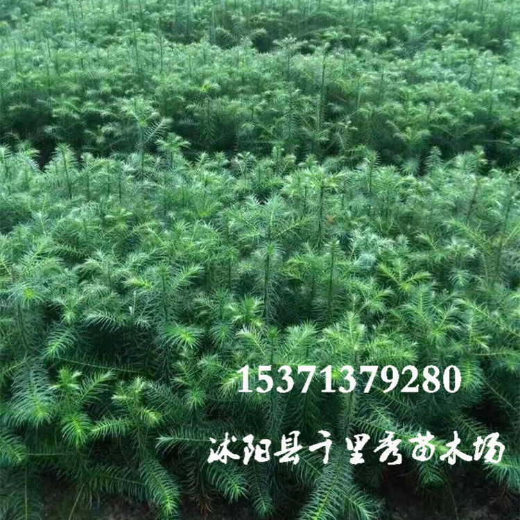 香杉苗,香杉,香杉林_大山谷图库
