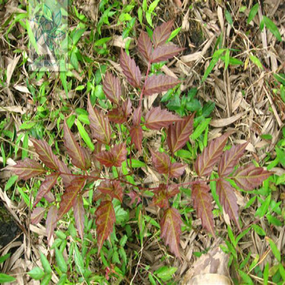 Wild tea seedlings Potted Plants Ampelopsis Raspberry tea Herb Tea Ampelopsis grossedentata Fujian Hakka Sanming