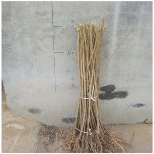 ̨���L��ɣ�� ��ɣ�L��ɣ �ļ��L��ɣ�� �o���L��ɣ���� ���l