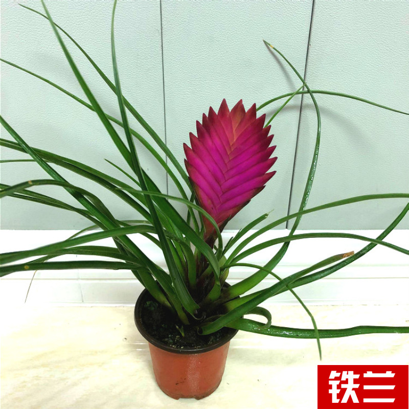 Planta verde de escritorio mayorista flor de oficina flor de rosa verde árbol rico base de plantas de maceta interior suministro image 27